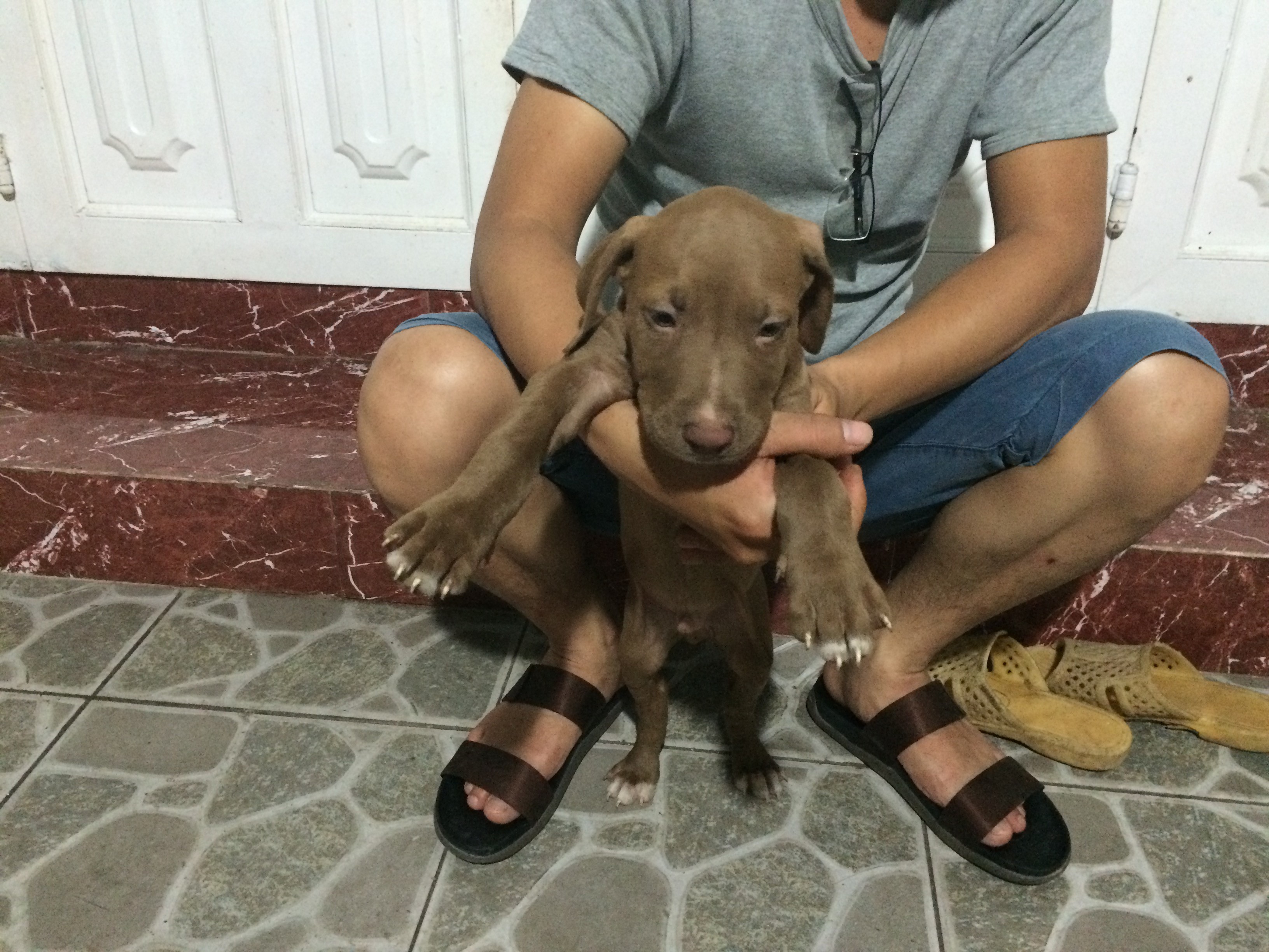 [HCM] Chuyên bán chó Pitpull Con Thuần Chủng - Đẹp - Gía tốt nhất Saigon