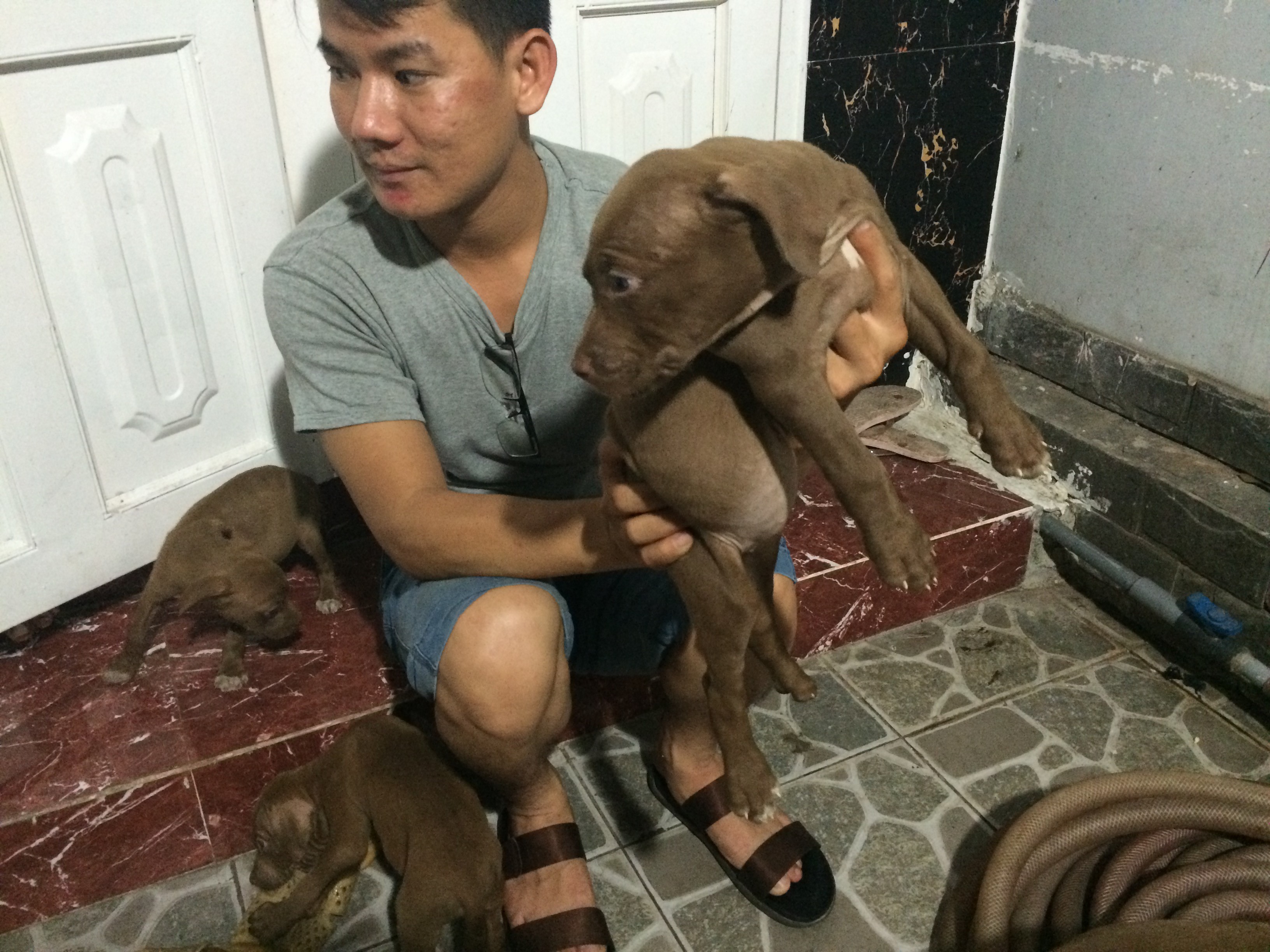 [HCM] Chuyên bán chó Pitpull Con Thuần Chủng - Đẹp - Gía tốt nhất Saigon - 4