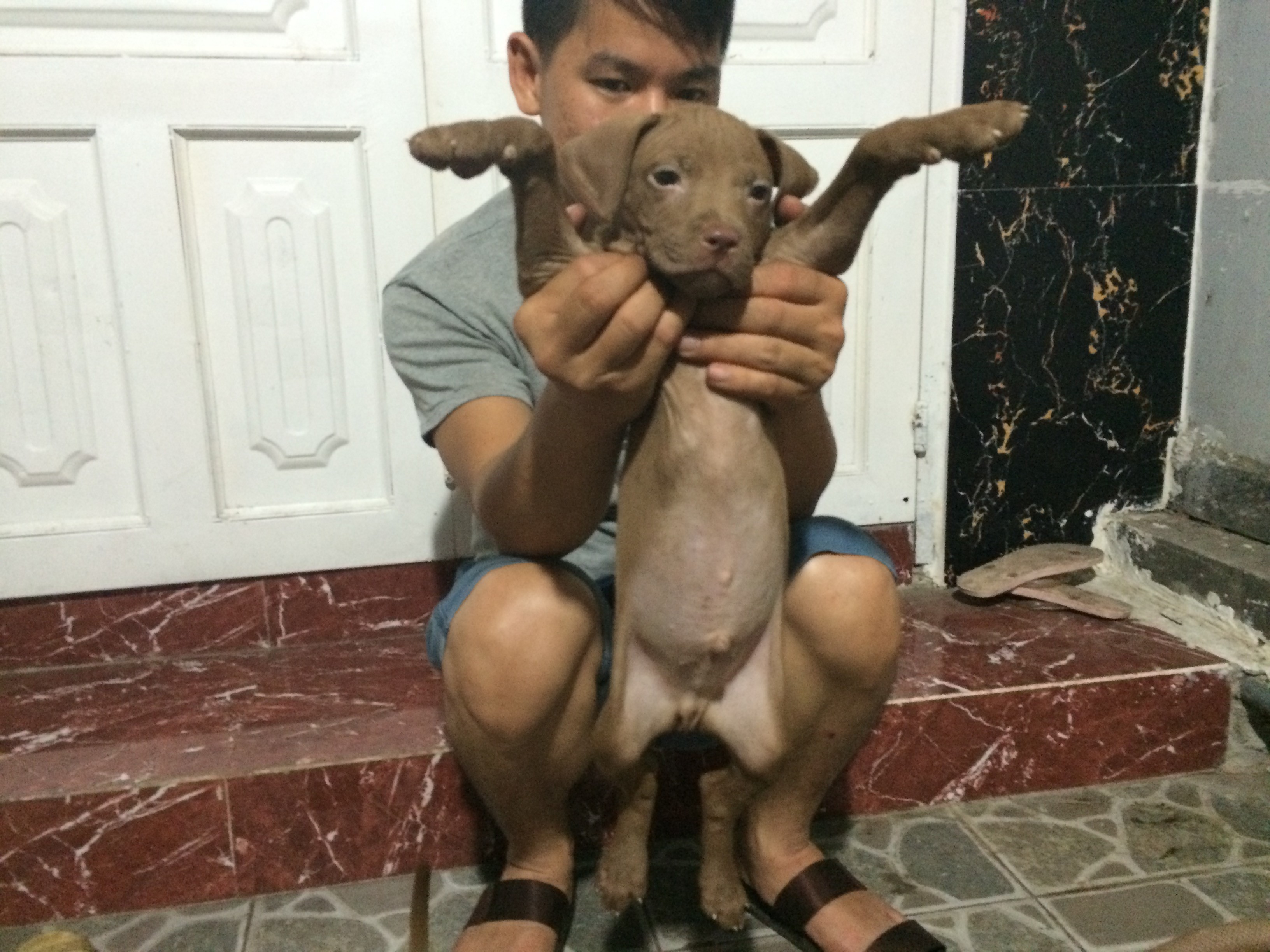 [HCM] Chuyên bán chó Pitpull Con Thuần Chủng - Đẹp - Gía tốt nhất Saigon - 6